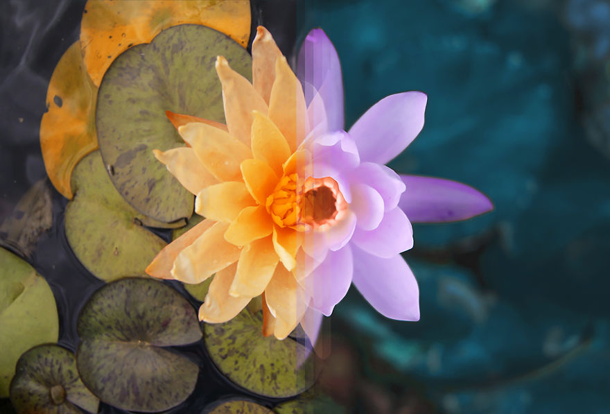 travel photos from opposite sides of the world combined - sacred lotus