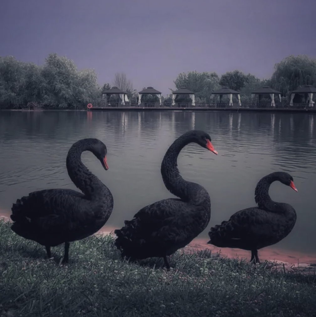 black swan