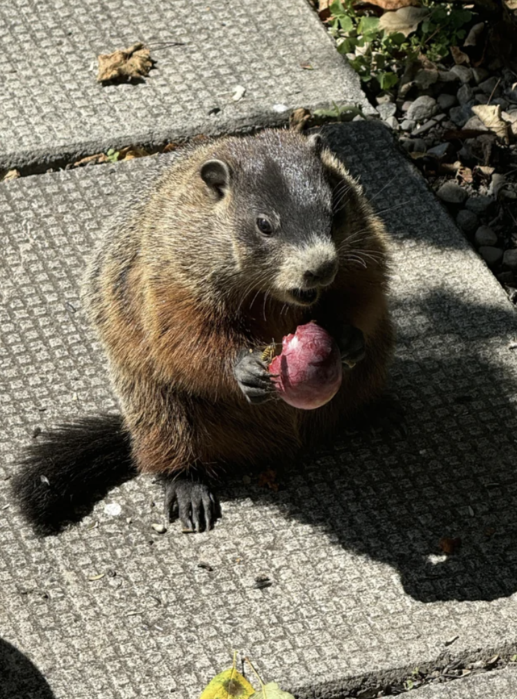 groundhog