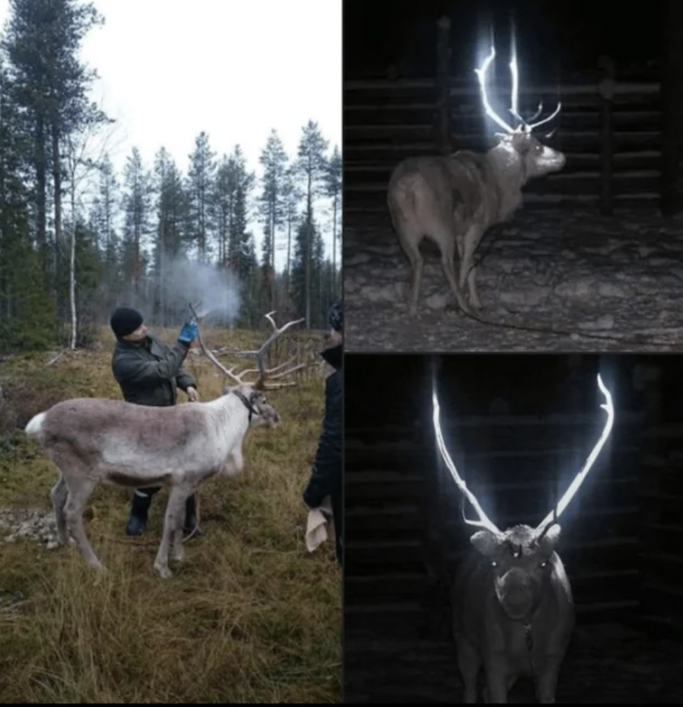 finland painted antler