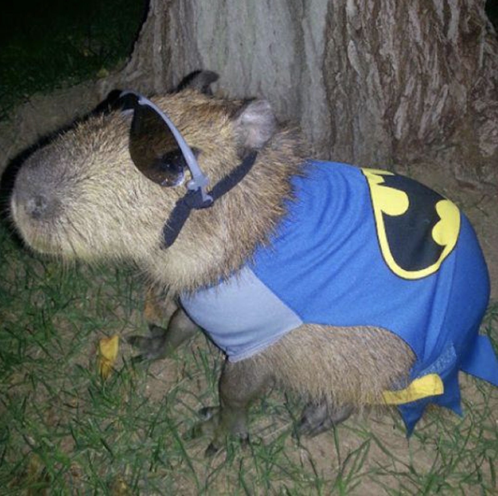 capybara superhero