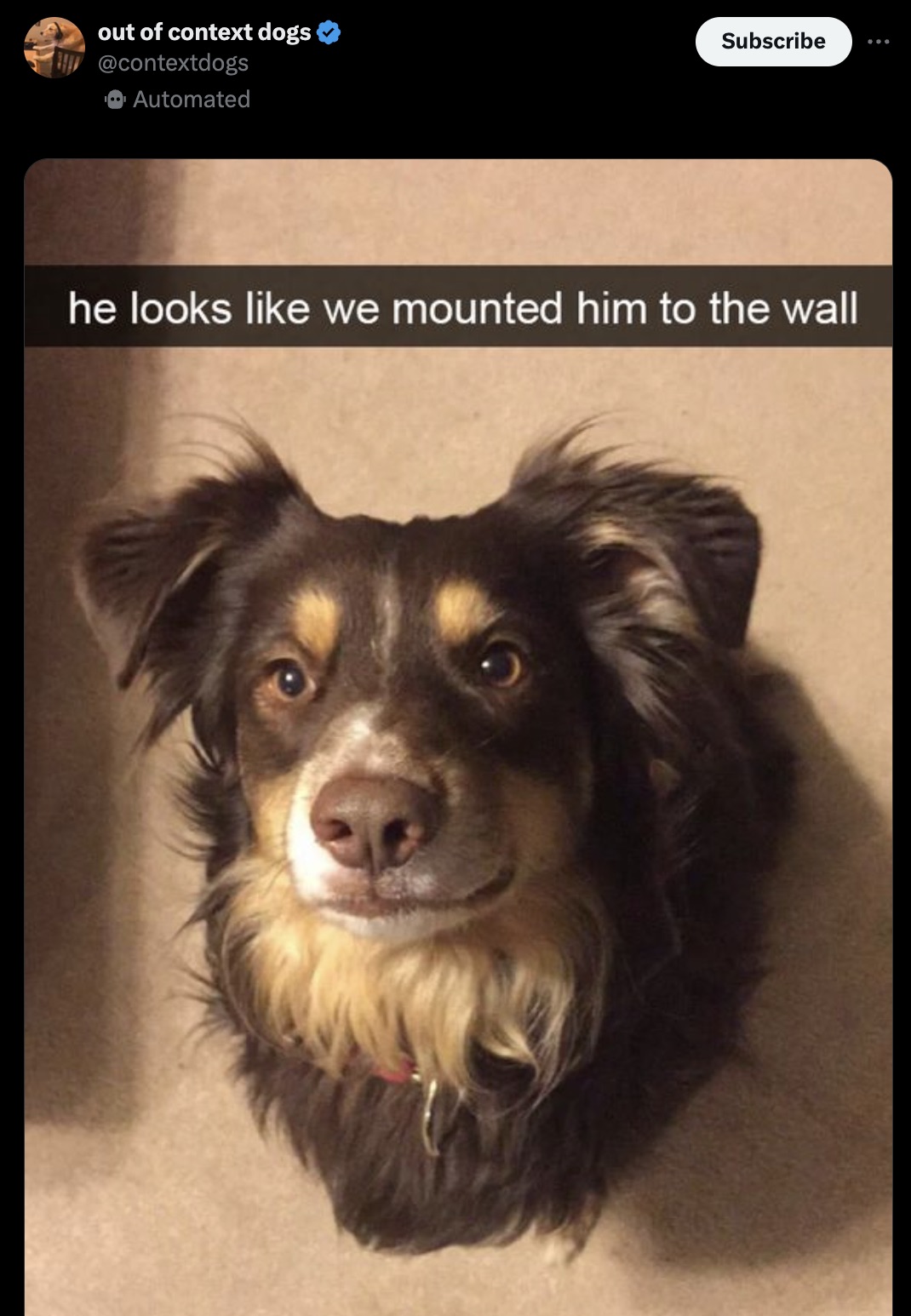 head mounted dog - out of context dogs Subscribe Automated he looks we mounted him to the wall