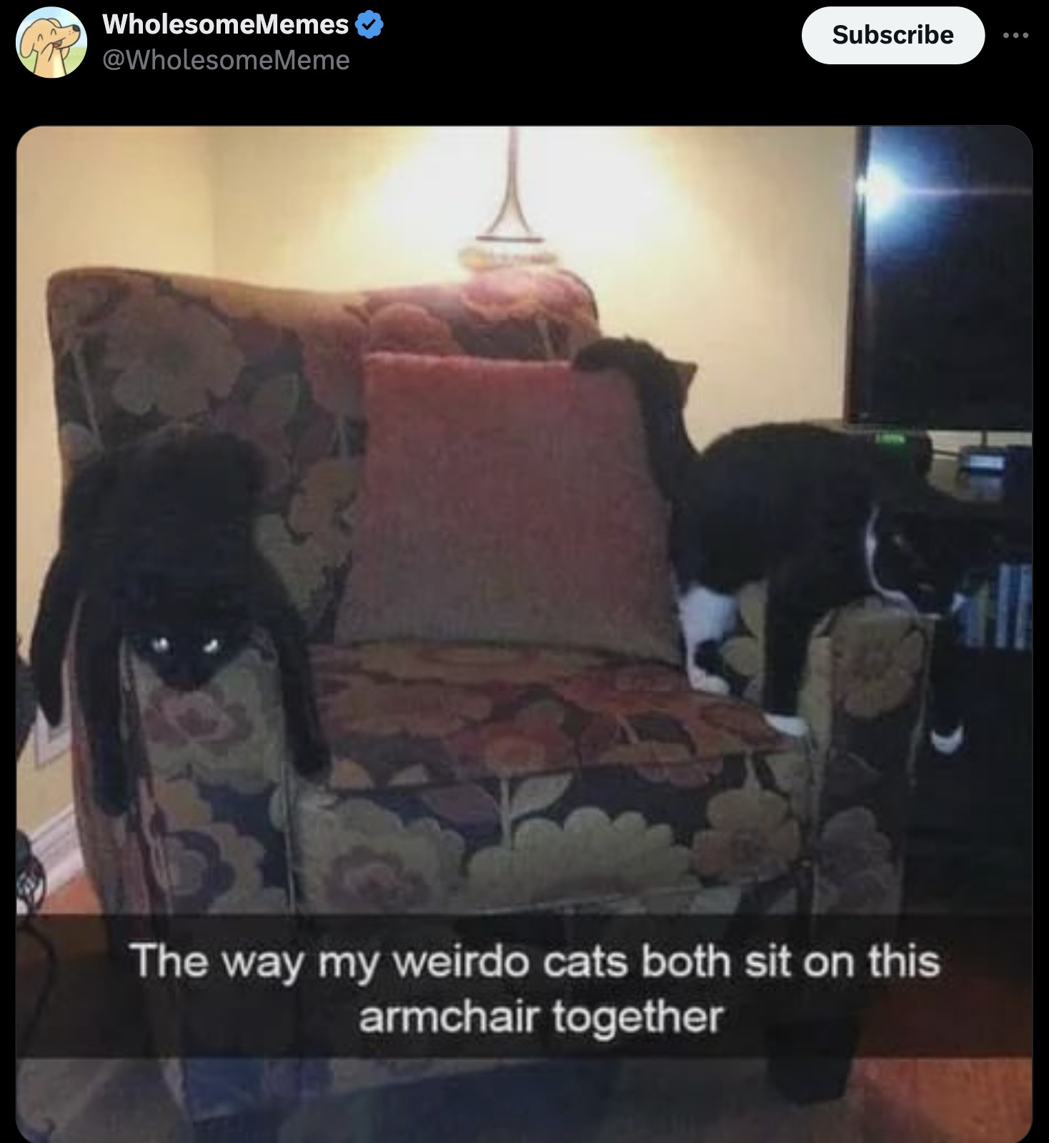 couch - WholesomeMemes Subscribe The way my weirdo cats both sit on this armchair together