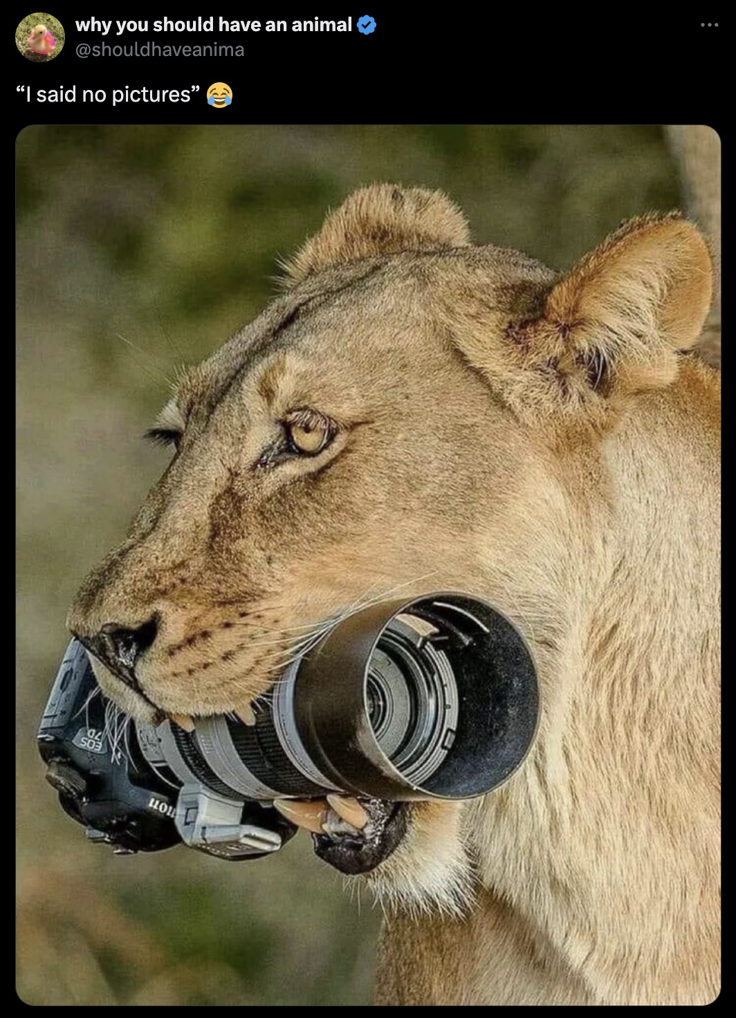 animal interrupting wildlife photographers - why you should have an animal "I said no pictures" Ro