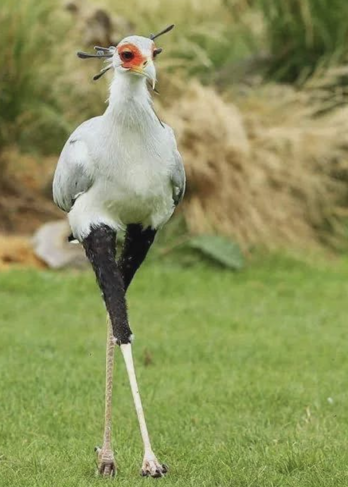 killer queen secretary bird