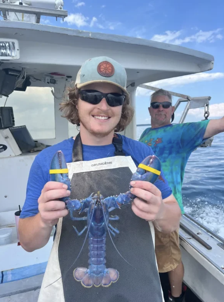 A 'Cotton Candy' lobster was caught in New Castle, Delaware on July 21, 2024. The odds are one in 100,000,000.