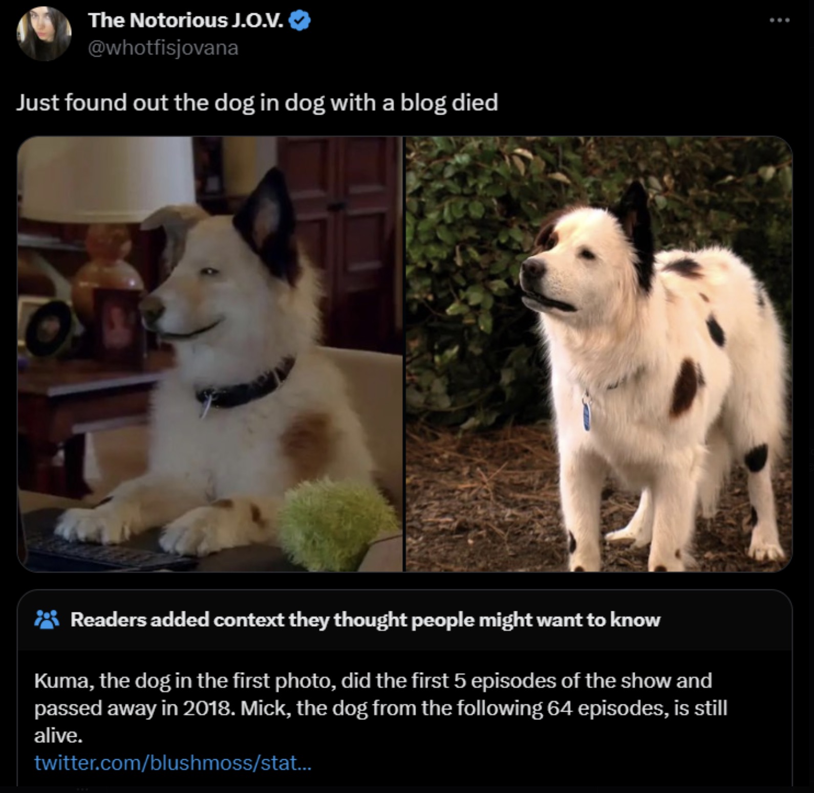 stanley dog with a blog - The Notorious J.O.V. Just found out the dog in dog with a blog died Readers added context they thought people might want to know Kuma, the dog in the first photo, did the first 5 episodes of the show and passed away in 2018. Mick