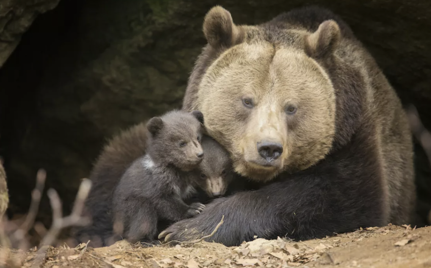 newborn grizzly bear