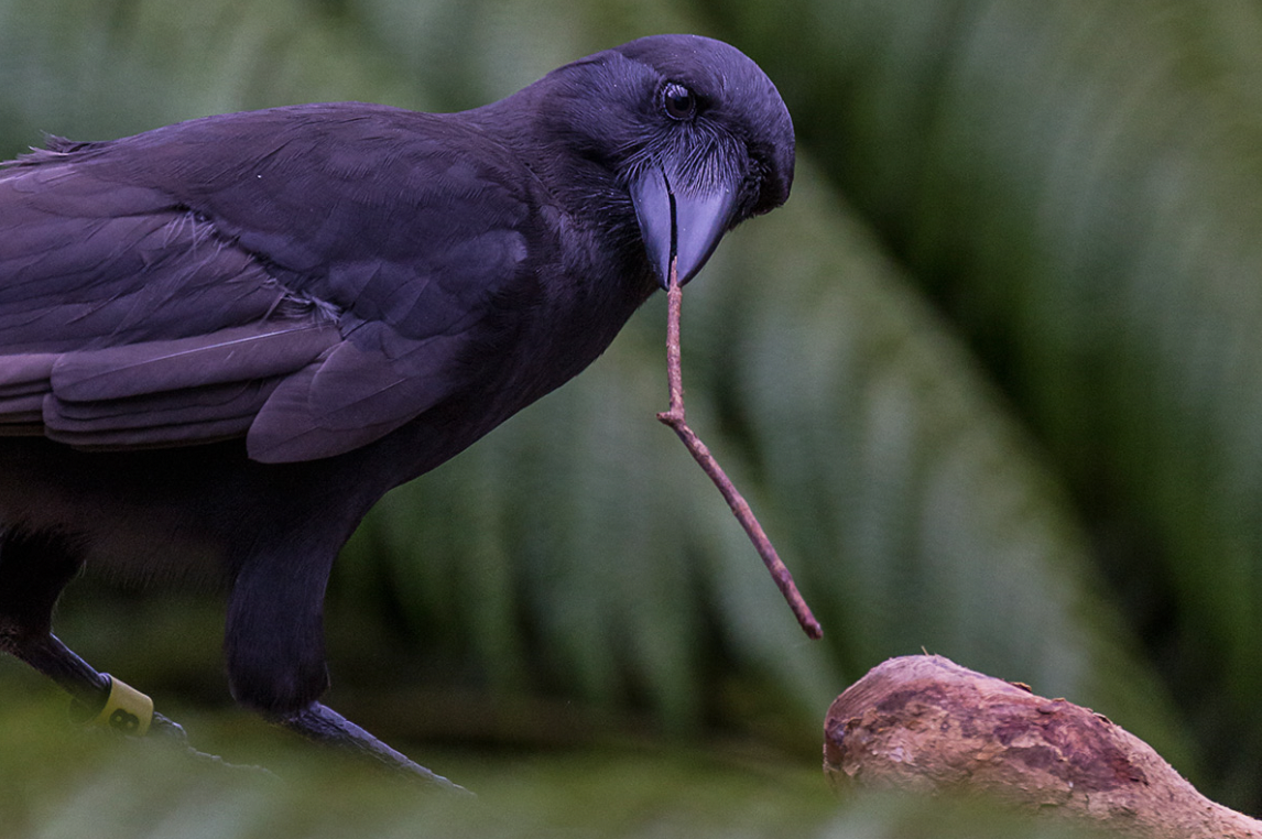 crows endangered