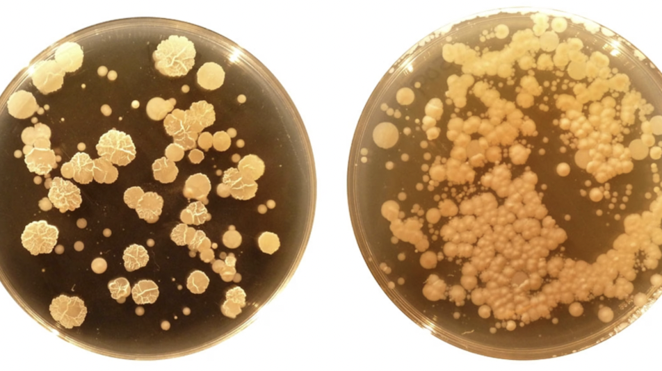 A 2012 study found 1,458 “new to science” bacteria species in our belly buttons. People’s bacterial profiles are unique, like fingerprints, and can be used in the same way. One person had a bacterium only ever found in “Japanese soil," where he had never been.