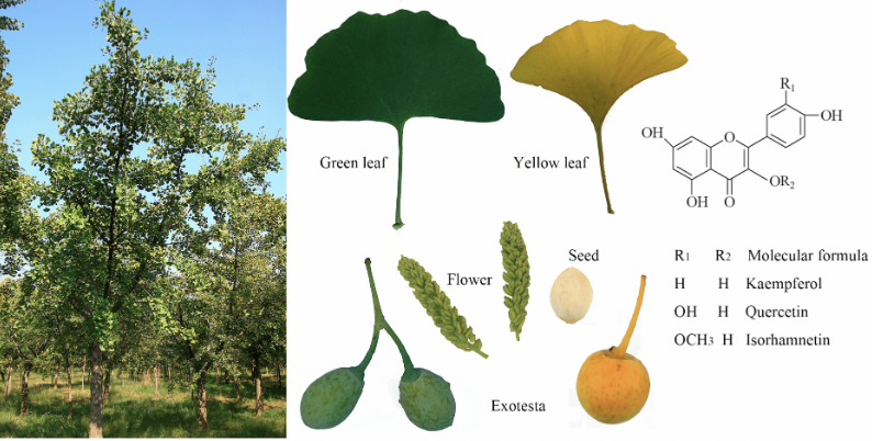 structures of ginkgo tree - Green leaf Yellow leaf Oh Or Oh O Oh Seed Ri R Molecular formula Flower H Exotesta H Kaempferol Oh H Quercetin Och H Isorhamnetin