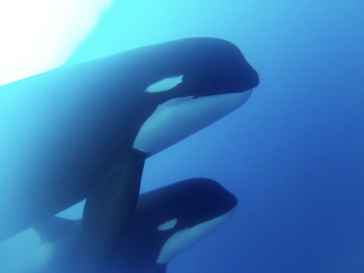 killer whale