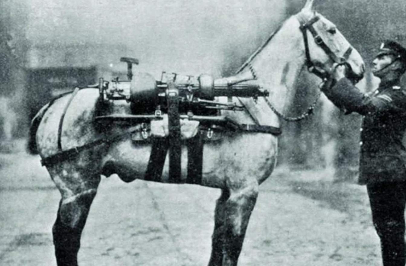 machine gun horse