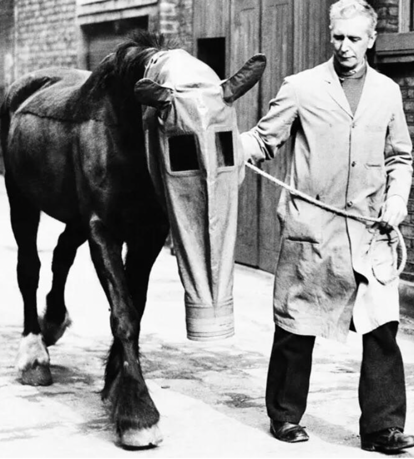 A horse wearing a gas mask as it is led by a British civilian, March 27th, 1940.