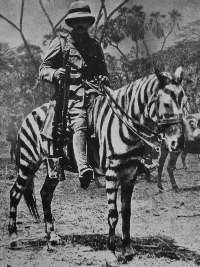 german zebra cavalry