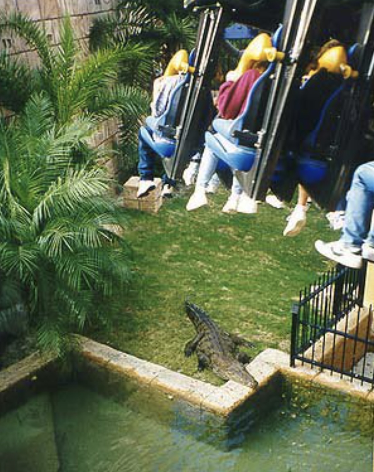 busch gardens tampa alligator