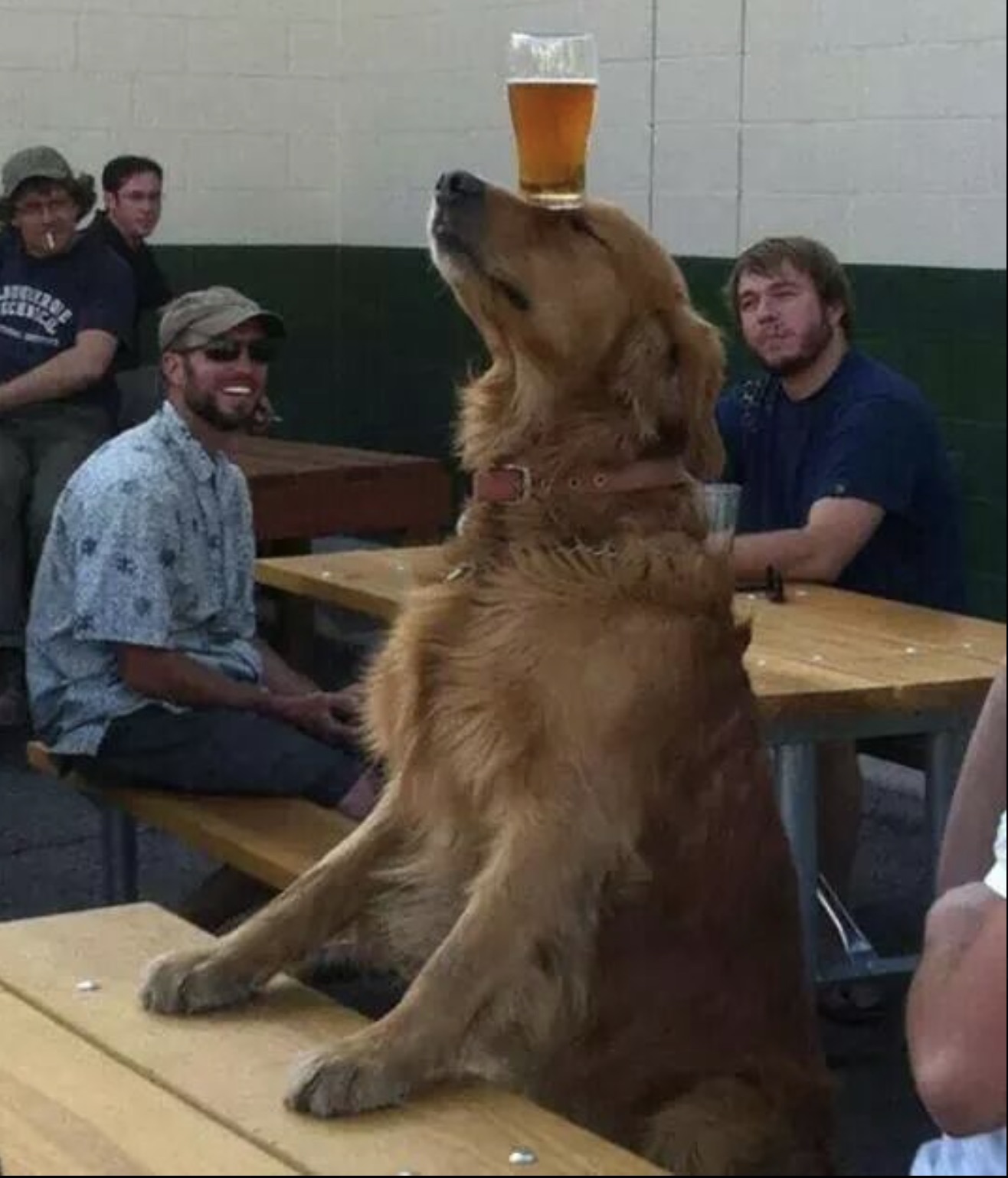 dog beer meme