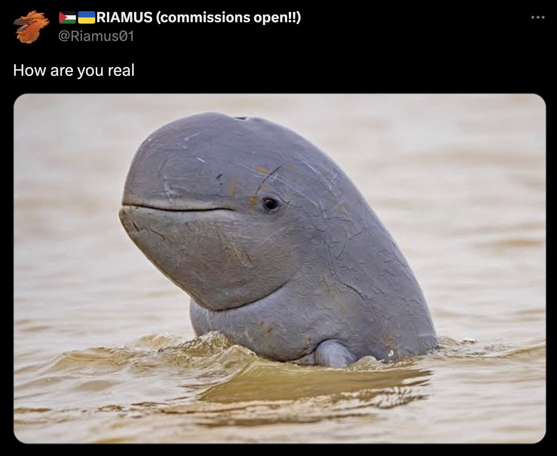 baby dolphin face - Riamus commissions open!! How are you real ...