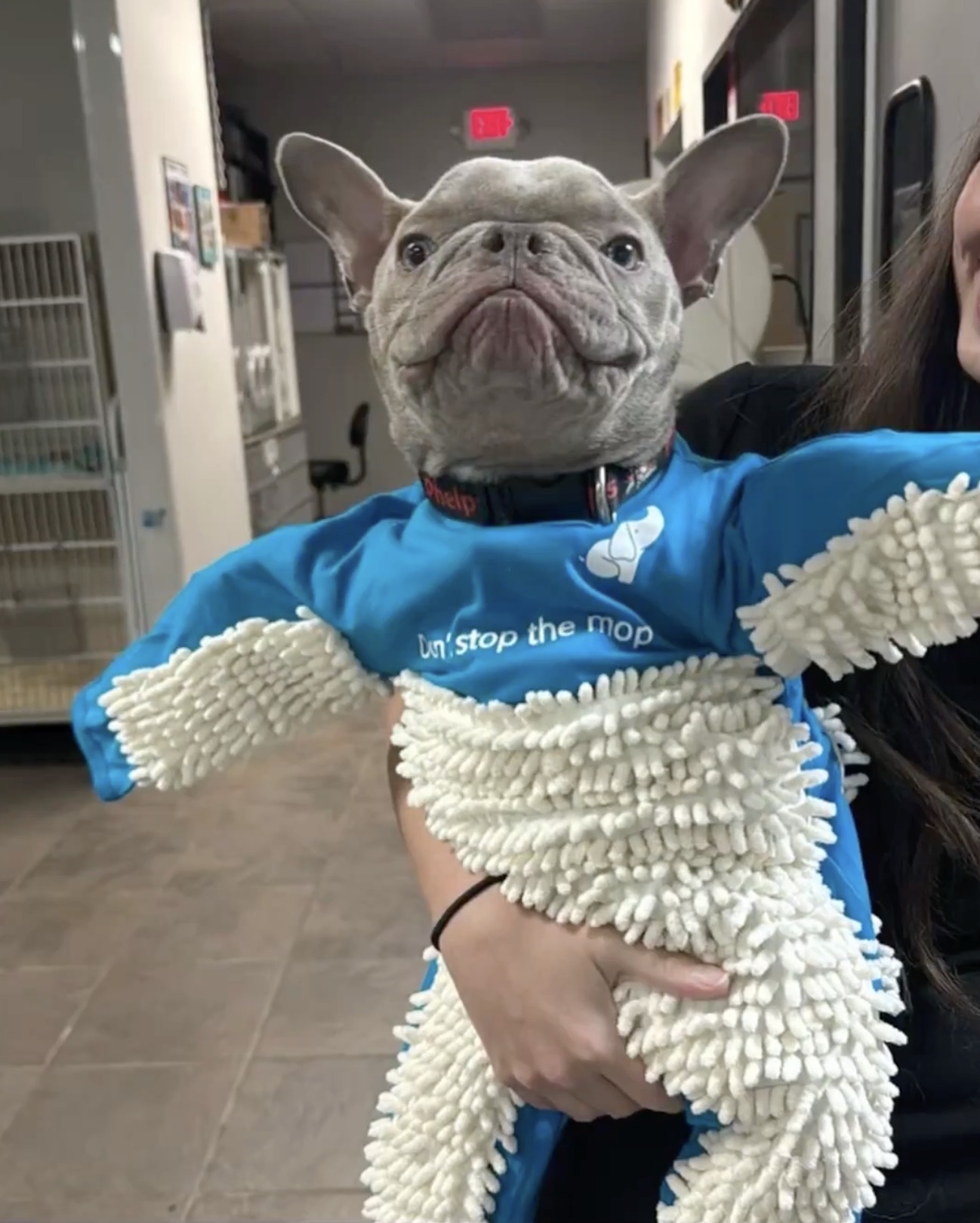 french bulldog - E Phelp Dn'stop the mop