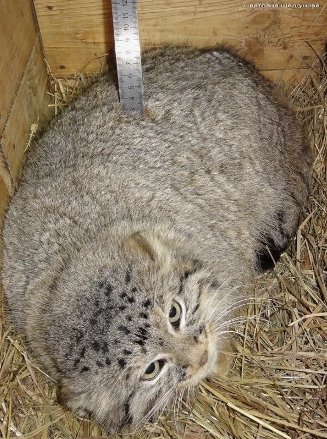 snow leopard