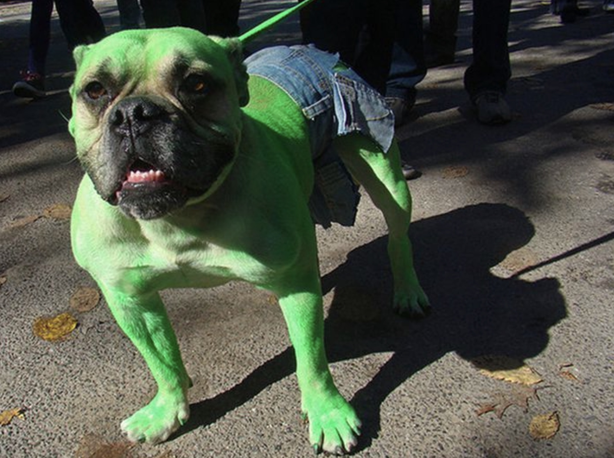 green hulk dog