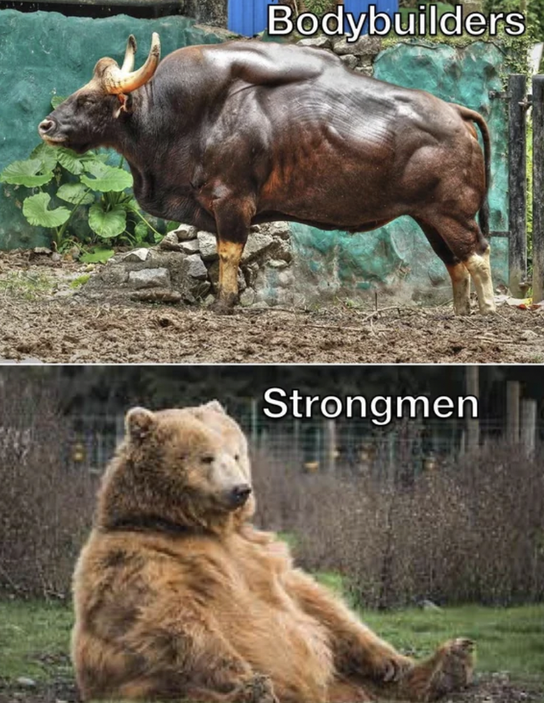 male indian bison - Bodybuilders Strongmen