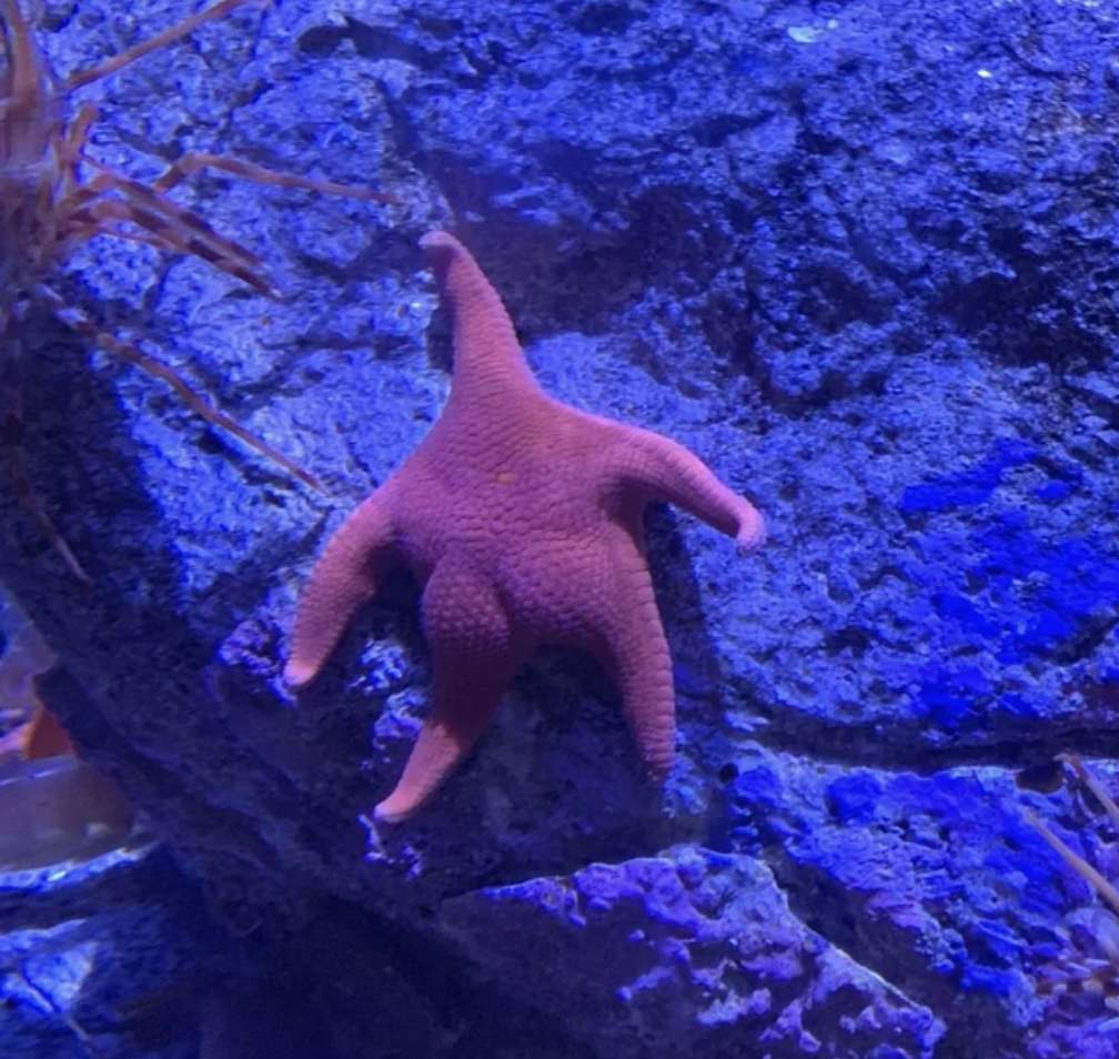 starfish bum