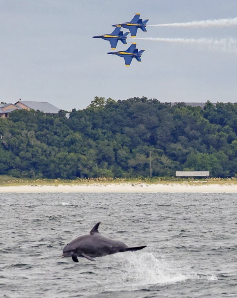 common bottlenose dolphin