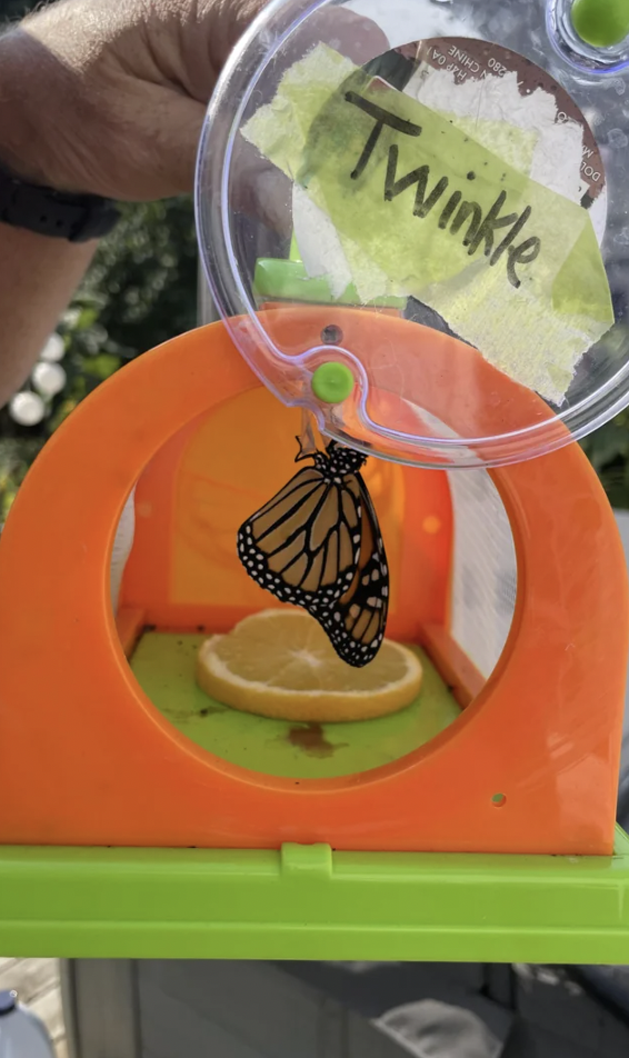 monarch butterfly - Twinkle