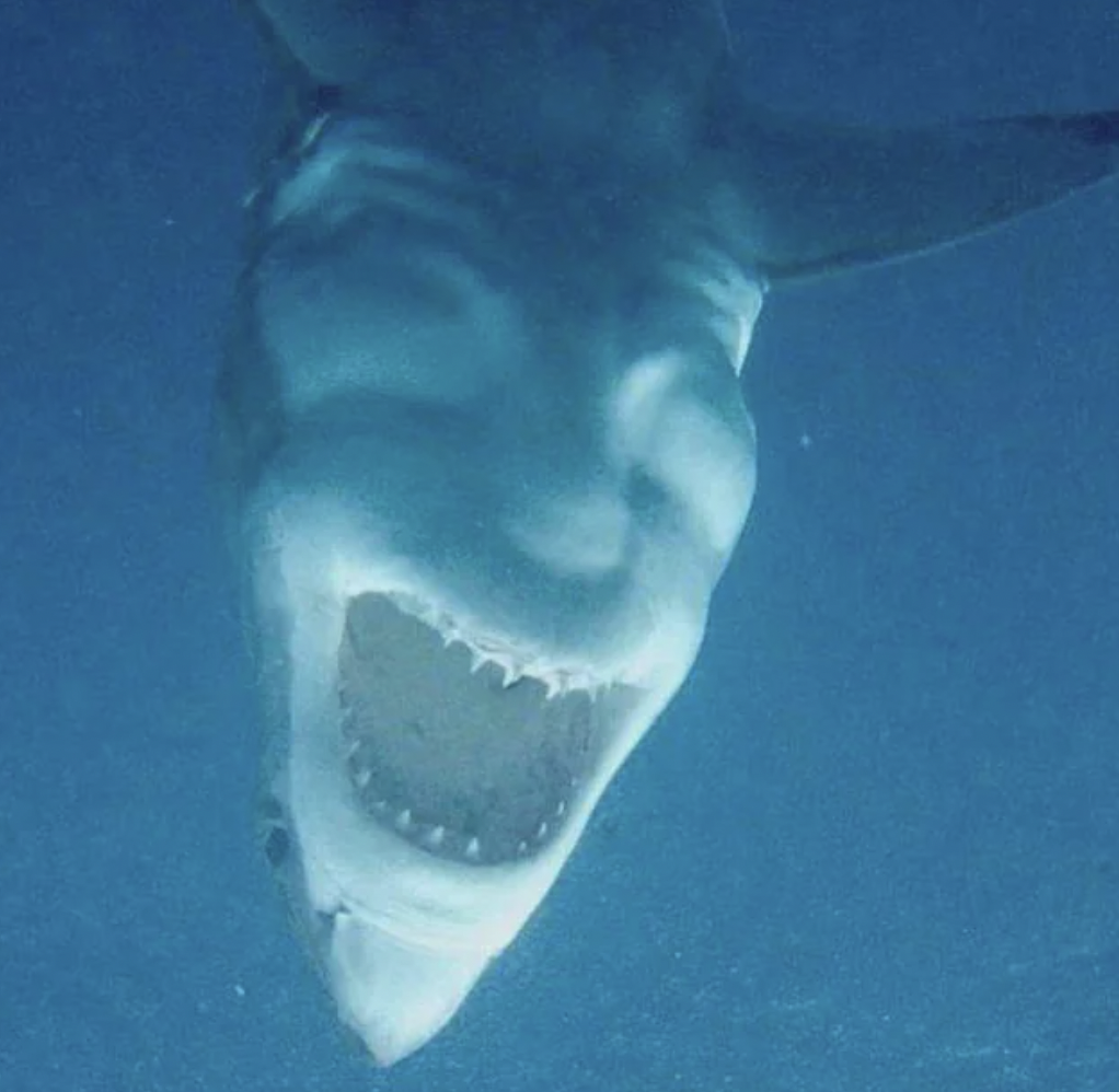 upside down shark