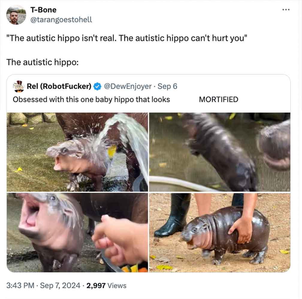 Hippopotamus - TBone "The autistic hippo isn't real. The autistic hippo can't hurt you" The autistic hippo Rel RobotFucker Sep 6 Obsessed with this one baby hippo that looks 2,997 Views Mortified