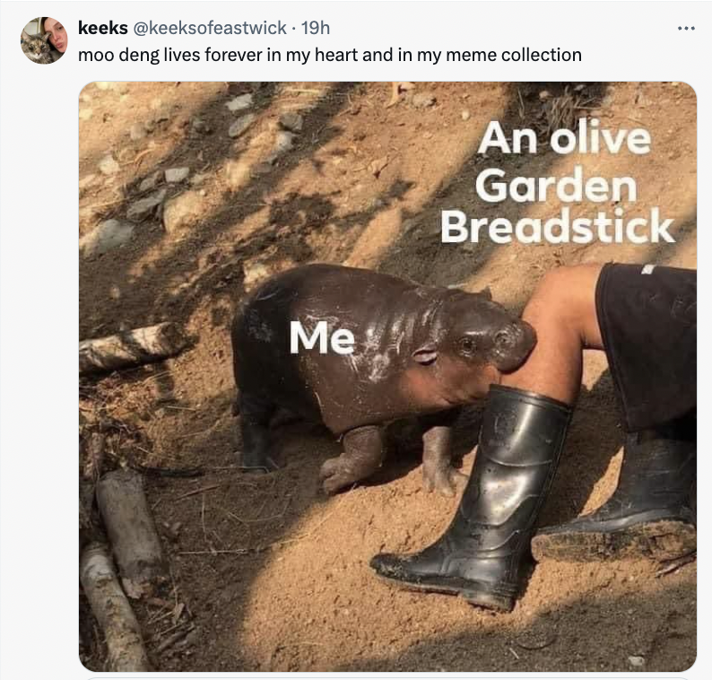 keeks 19h moo deng lives forever in my heart and in my meme collection Me An olive Garden Breadstick