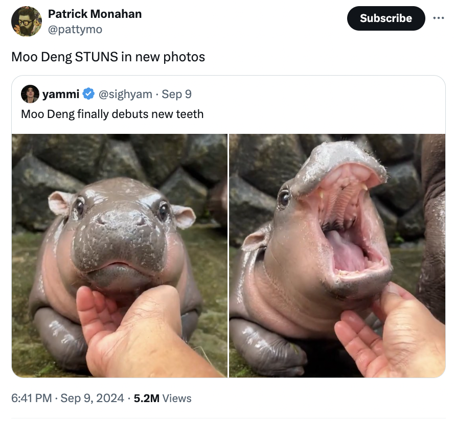 24 Moo Deng Memes and Tweets Stealing Our Hearts