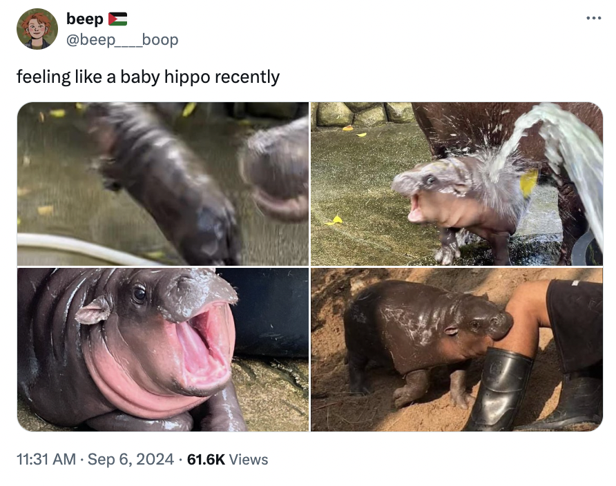 hippopotamus - beep feeling a baby hippo recently Views ...