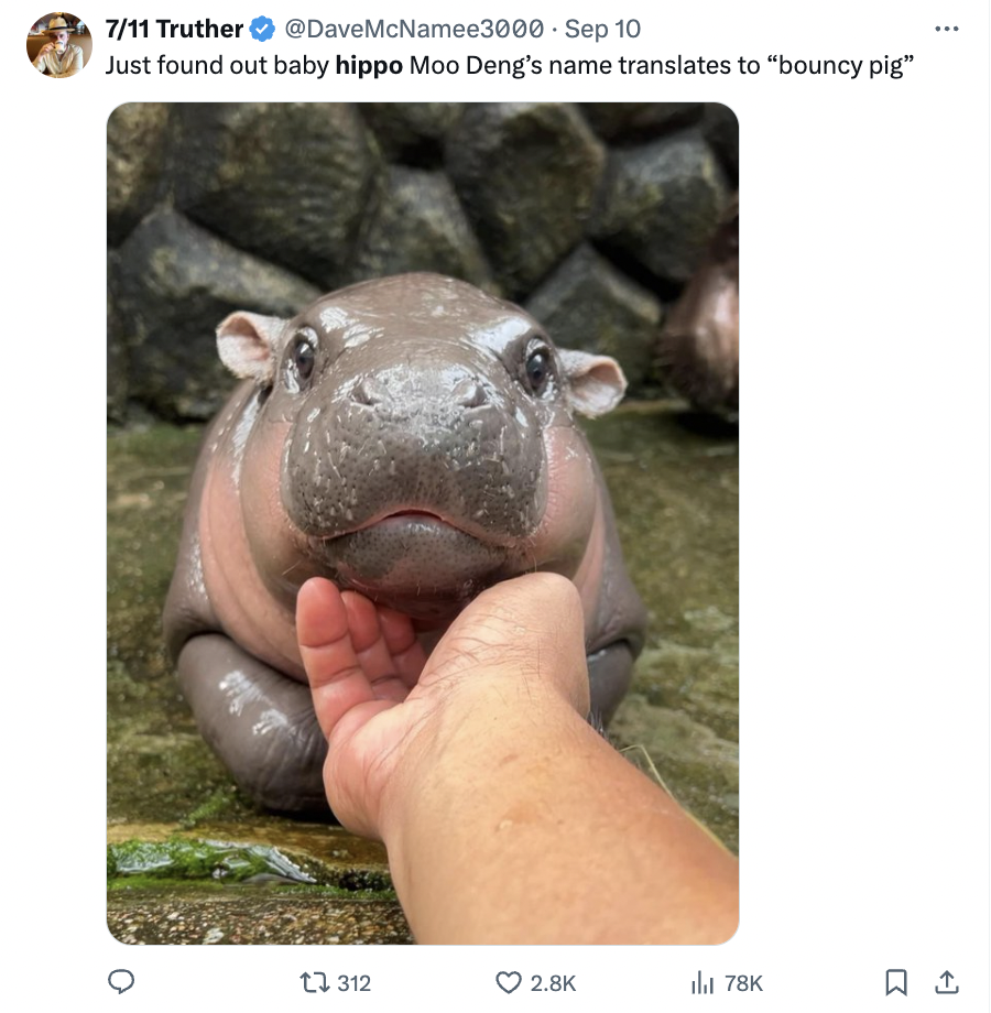 24 Moo Deng Memes and Tweets Stealing Our Hearts