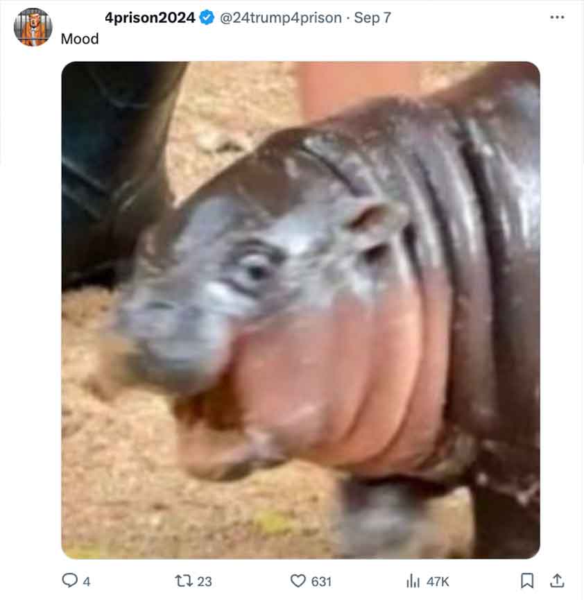 hippopotamus - Mood 4prison2024 Sep 7 4 17 23 631 lil 47K 1