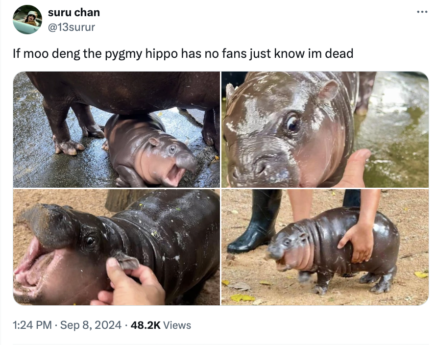 hippopotamus - suru chan If moo deng the pygmy hippo has no fans just know im dead Views