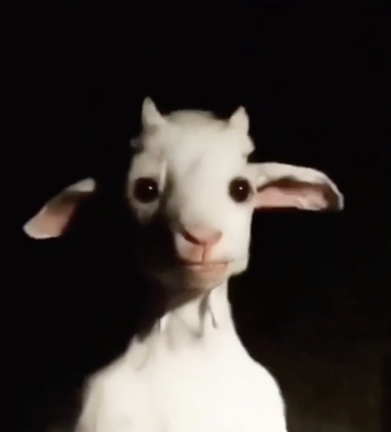 cursed goat