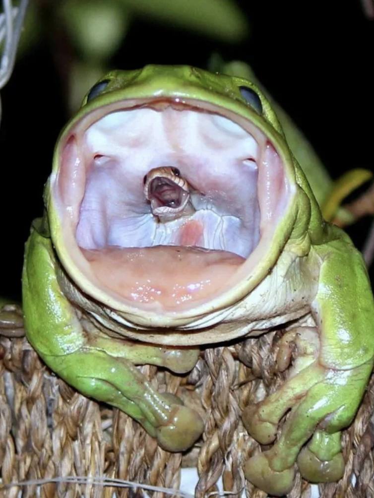 snake in frog mouth