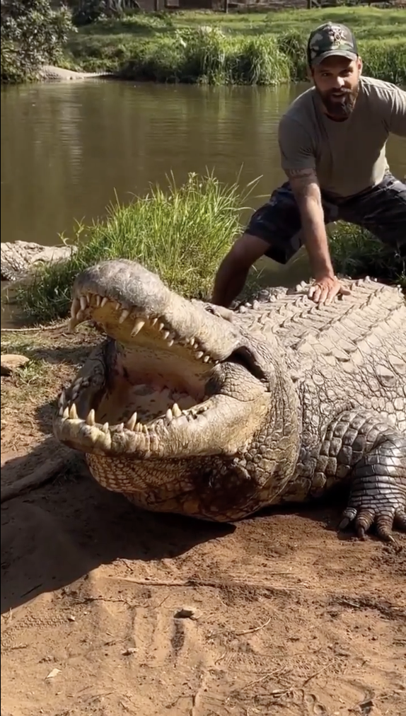 american alligator