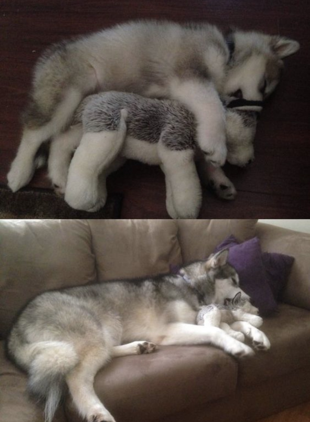 alaskan malamute cuddle