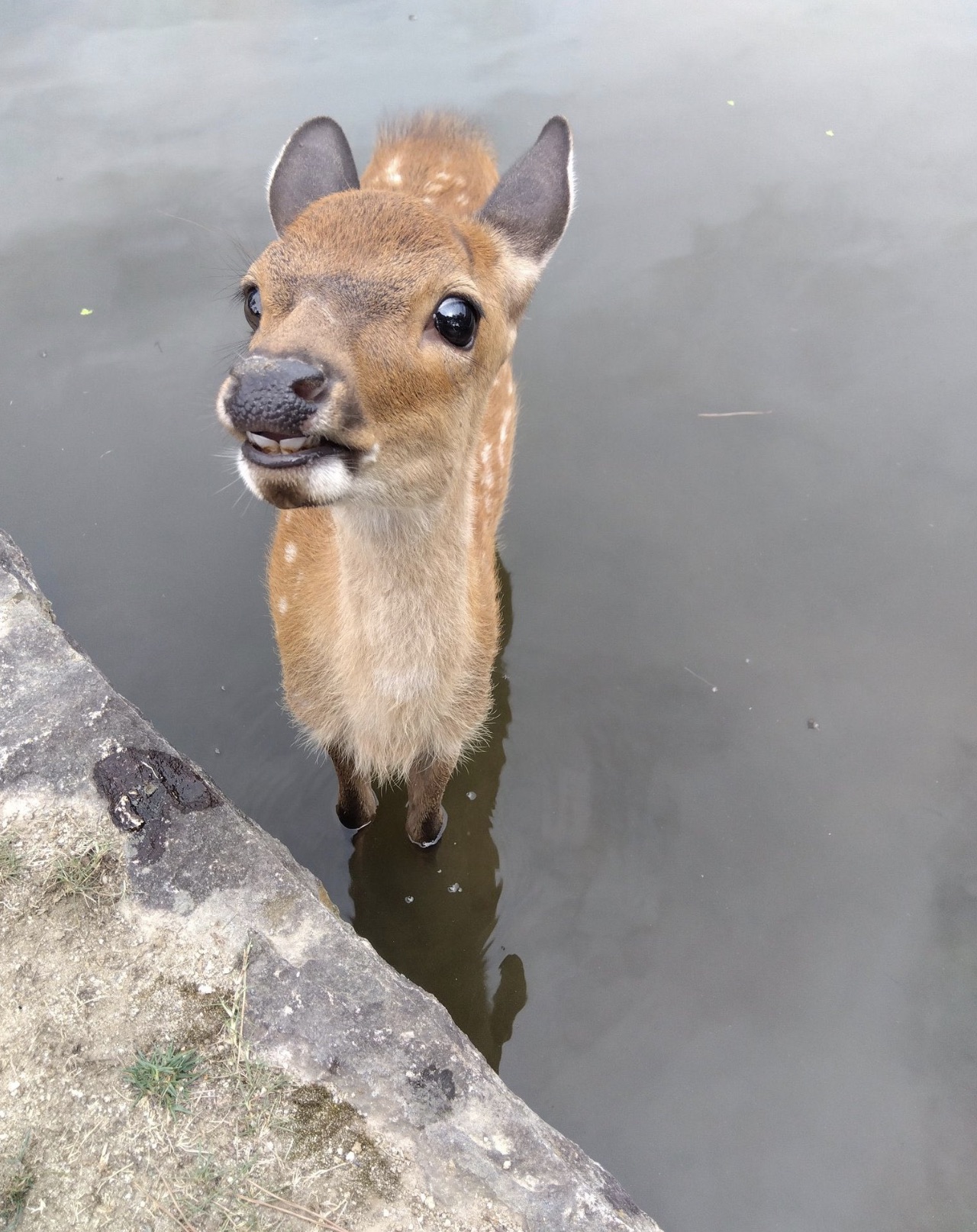 white-tailed deer