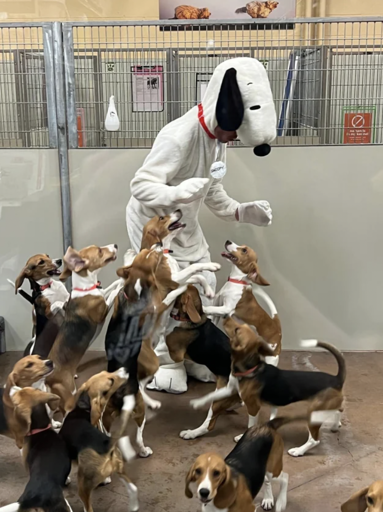 beagles rescued from lab snoopy