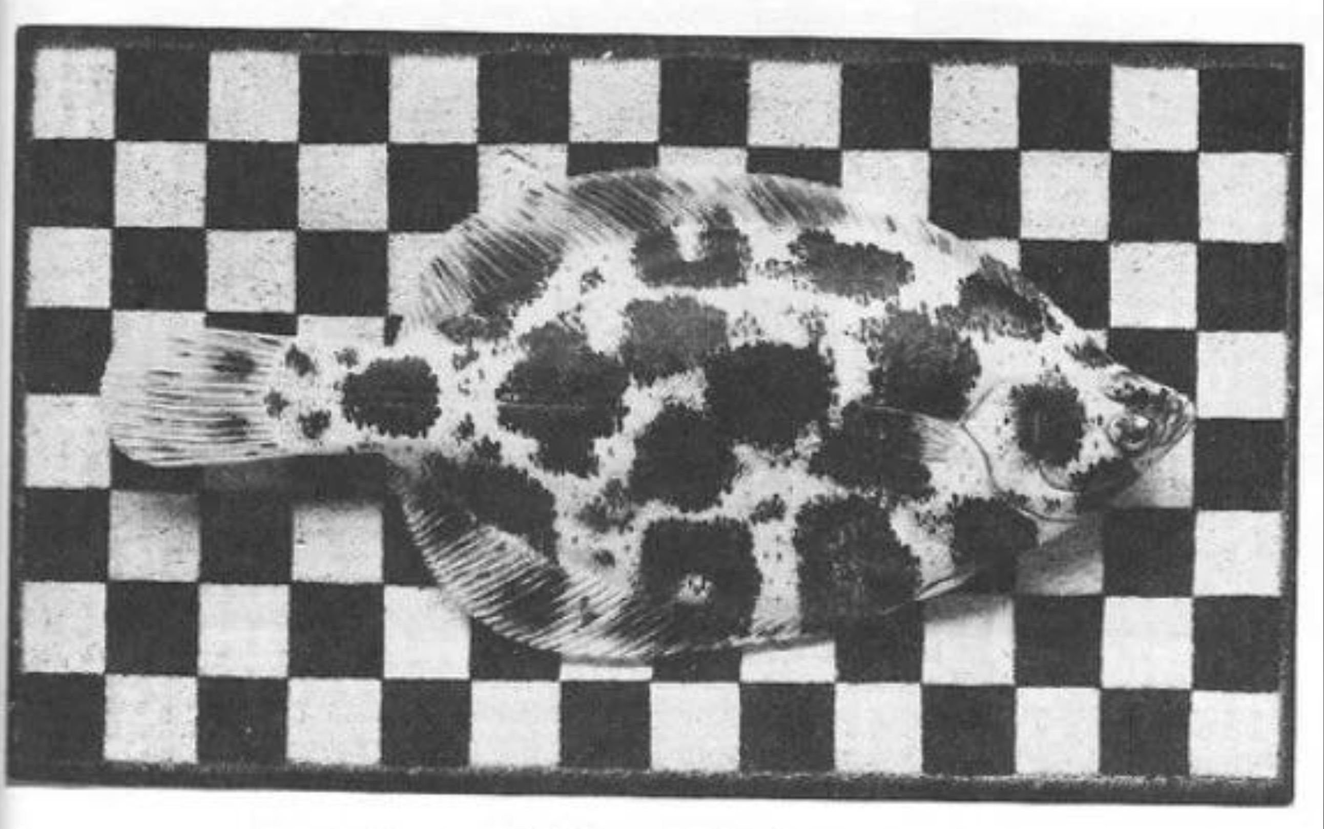 flounder checkerboard