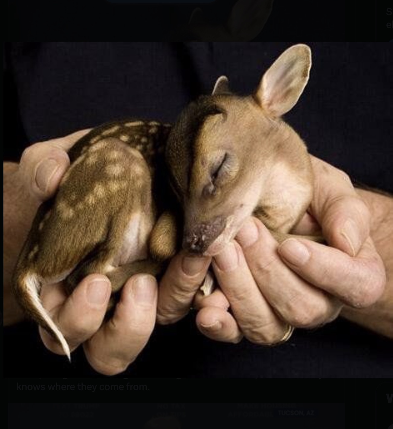 fawn cute baby deer - knows where they come from. Tucson, Az el