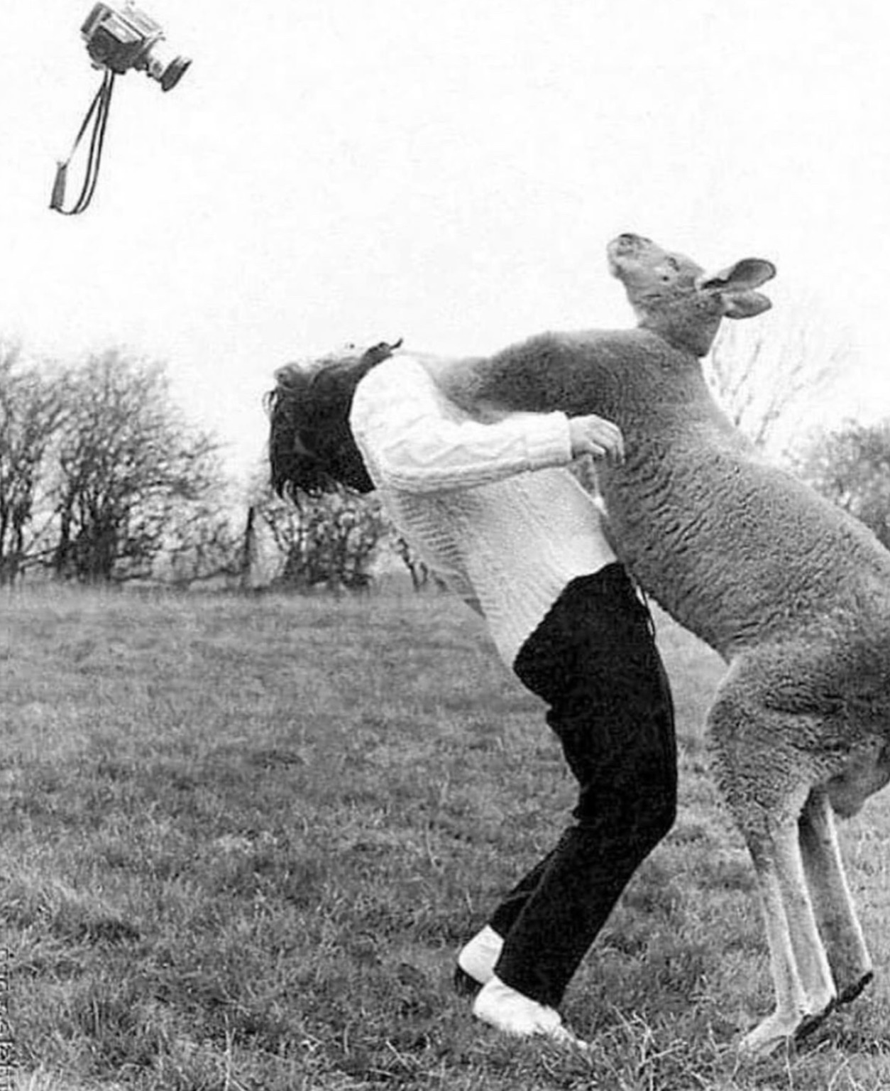 photographer hit by kangaroo