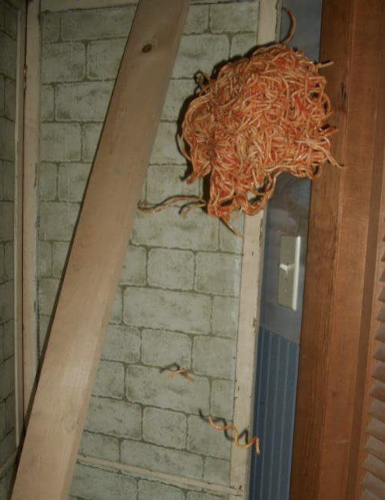 spaghetti cursedimages cursed