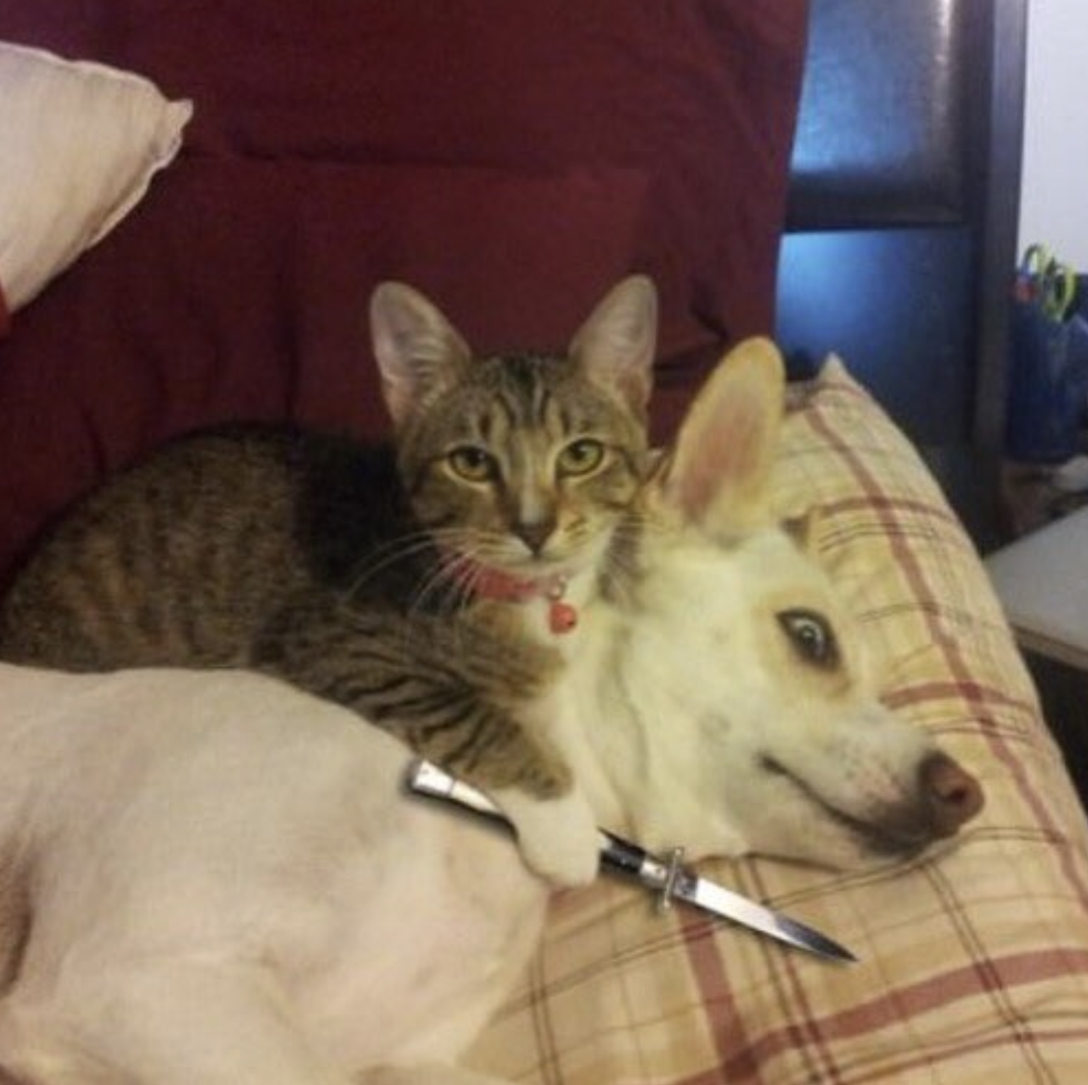 cat knife dog