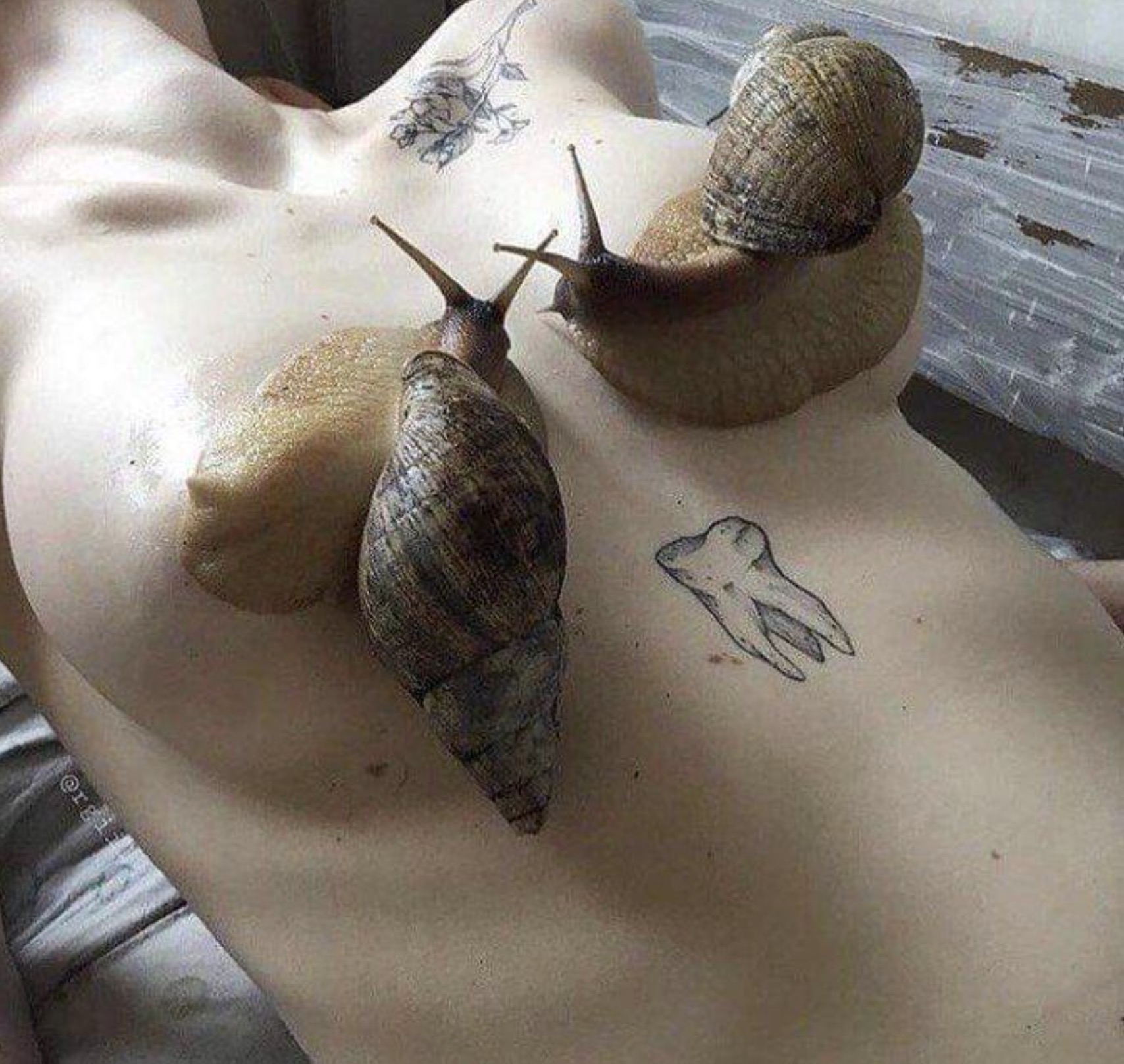 snail