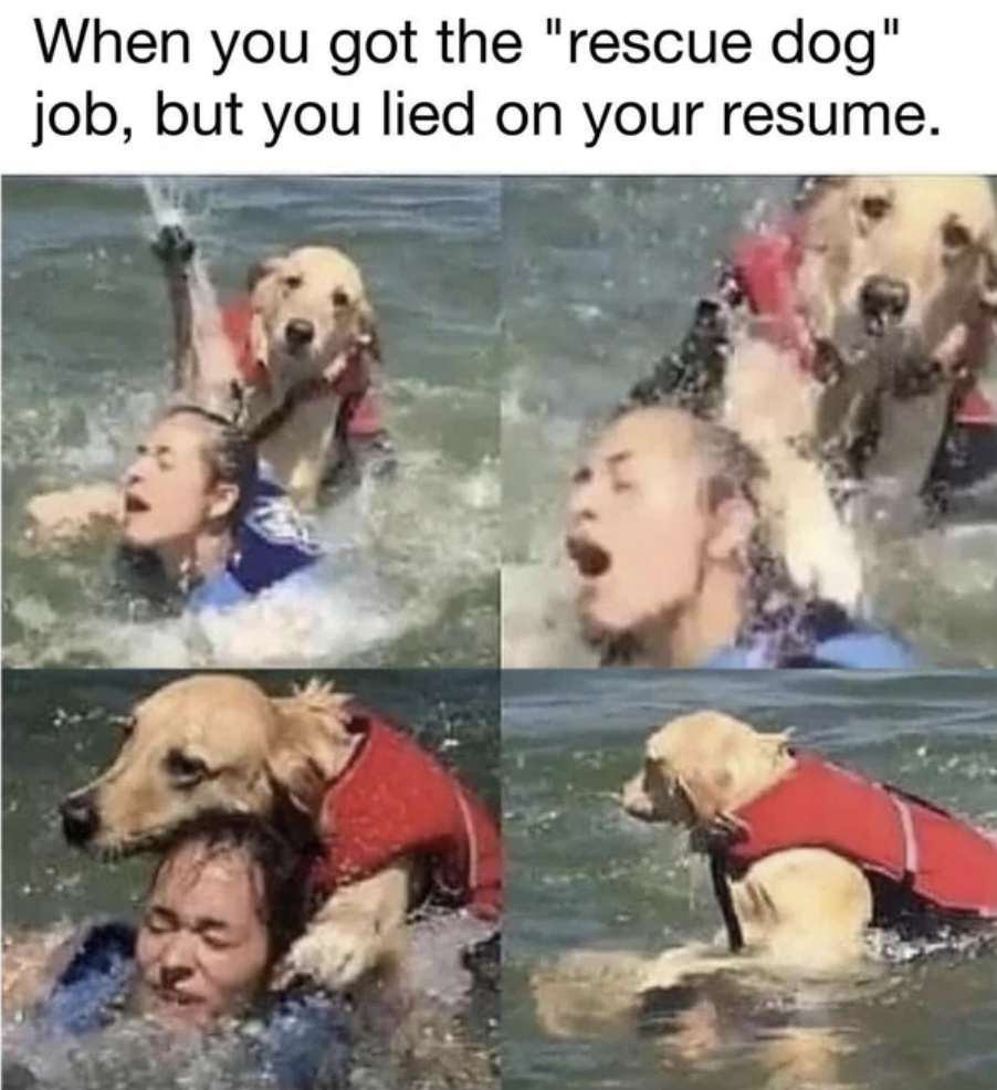 story is not about you meme - When you got the "rescue dog" job, but you lied on your resume.